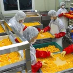 راه اندازی تولیدی میوه خشک [0 تا 100 سختی ها و آسانی ها]