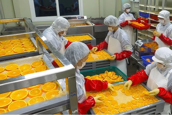 راه اندازی تولیدی میوه خشک [0 تا 100 سختی ها و آسانی ها]