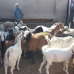 صادرات آخال حبوبات؛ ارزآوری یا تشدید بحران خوراک دام؟ صادرات آخال حبوبات؛ ارزآوری یا تشدید بحران خوراک دام؟