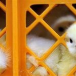 قیمت جوجه 30 هزار تومان کاهش یافت