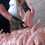 اثر شوکهای اقتصادی در زنجیره مرغ تا 22 ماه باقی میماند اثر شوکهای اقتصادی در زنجیره مرغ تا 22 ماه باقی میماند