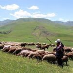 افزایش تولید دام سبک و گوشت قرمز دامداران عشایری افزایش تولید دام سبک و گوشت قرمز دامداران عشایری