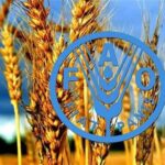 فائو: ایران امسال بیشتر از متوسط 5 ساله غله تولید میکند فائو: ایران امسال بیشتر از متوسط 5 ساله غله تولید میکند