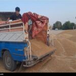 ورود دلالان با پول نقد به بازار گندم با قیمت 38 تا 44 هزار تومان