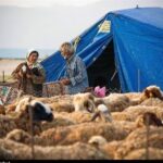 گوشت عشایری با برند استانی به بازار عرضه میشود گوشت عشایری با برند استانی به بازار عرضه میشود