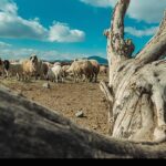 تداوم تولید گوشت و شیر در روستا و عشایر، در معرض یک پرسش جدی تداوم تولید گوشت و شیر در روستا و عشایر، در معرض یک پرسش جدی