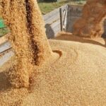 تولید داخل جایگزین 40 درصد جو وارداتی شد تولید داخل جایگزین 40 درصد جو وارداتی شد