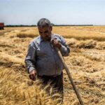 نقدی بر روند پرداخت مطالبات گندمکاران در 6 ماهه امسال نقدی بر روند پرداخت مطالبات گندمکاران در 6 ماهه امسال