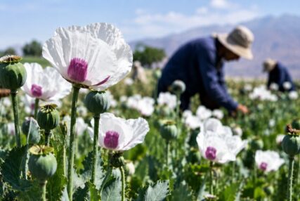 کشت شقایق الیفرا؛ ظرفیتی برای ارزآوری و اشتغال ۴ هزار نفر